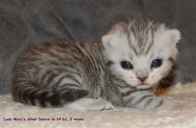 sølvspotted britisk korthår kattunge