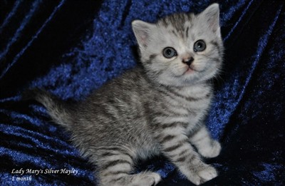 tortie silver spotted british shorthair kitten