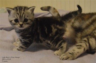 silver tabby british shorthair kitten