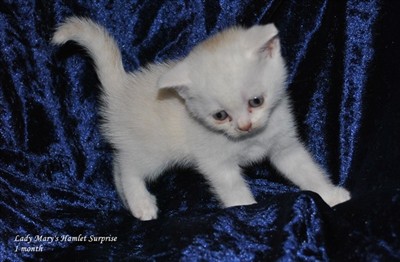 cream smoke british shorthair kitten