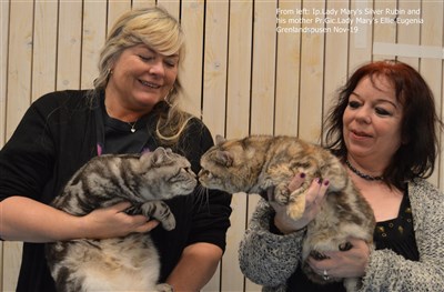 british shorthair cat