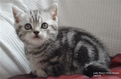 silver tabby orange eyed british shorthair kitten