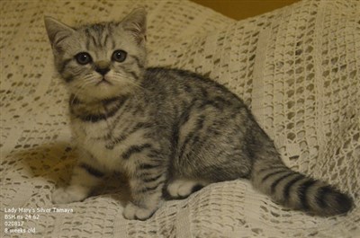 silver spotted british shorthair kitten