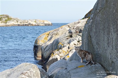 tortie silver tabby british shorthair cat at sea