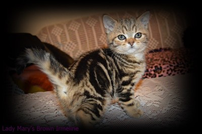 brown tabby british shorthair kitten