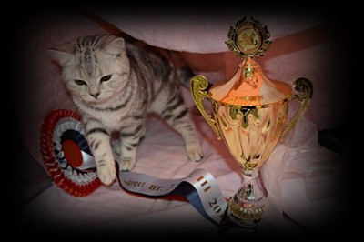 silver tabby british shorthair kitten