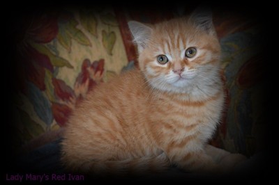 red spotted british shorthair kitten