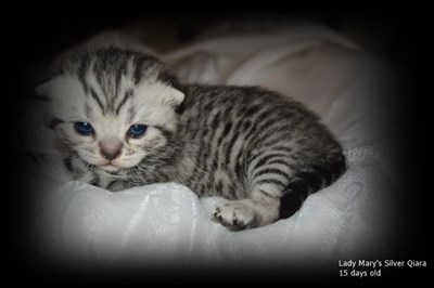 silver spotted british shorthair