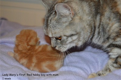 red tabby and tortie silver tabby british shorthair