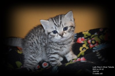 silver spotted british shorthair kitten