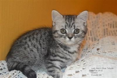 silver spotted british shorthair