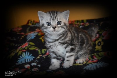 silver tabby british shorthair kitten