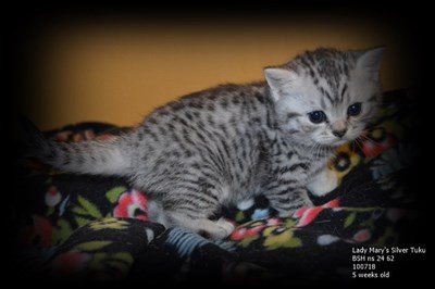 silver spotted british shorthair kitten