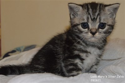 silvertabby britisk korthår