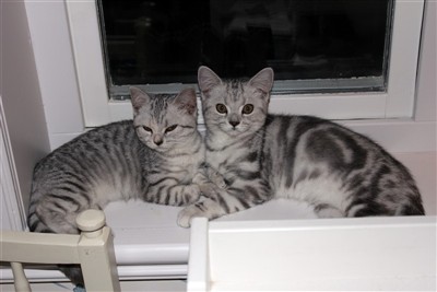 silver tabby and tortie silver spotted british shorthair kittens