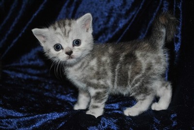 tortie silver tabby british shorthair kitten