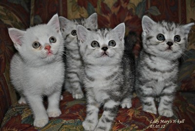 british shorthair kittens