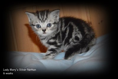 silver tabby british shorthair kitten