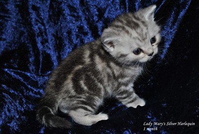 silver tabby british shorthair kitten