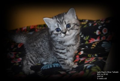 silver spotted british shorthair