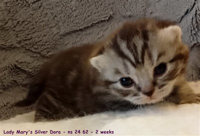 sølvspotted britisk korthår kattunge