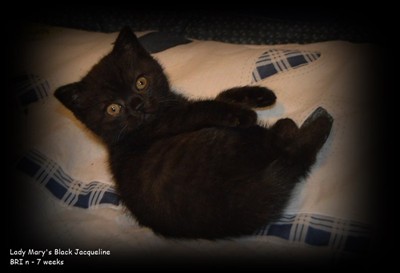 black british shorthair kitten