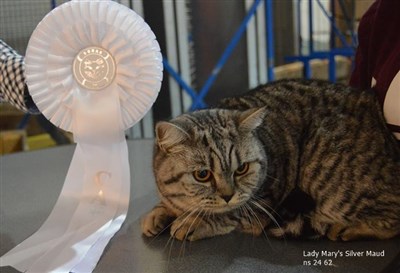 silver spotted british shorhair cat