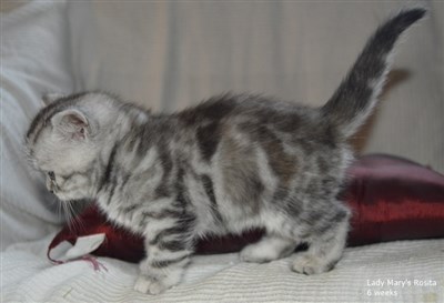 tortie silver tabby british shorthair kitten