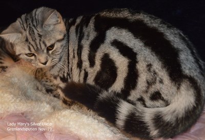 silver tabby british shorthair