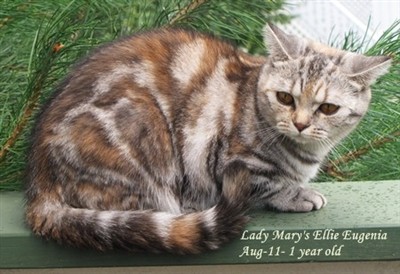 tortie silver tabby