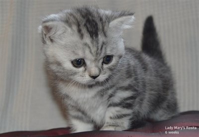 tortie silver tabby british shorthair kitten