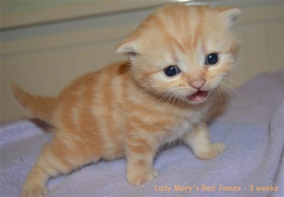 red tabby british shorthair kitten