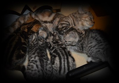 tabby and spotted british shorthair kittens