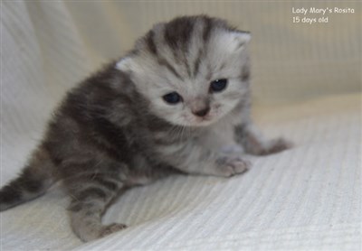 tortie silver tabby british shorthair kitten