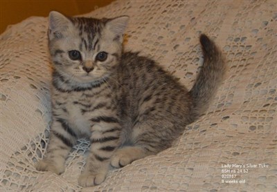 silver spotted british shorthair kitten