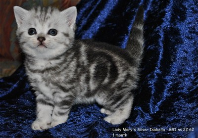 silver tabby british shorthair kitten