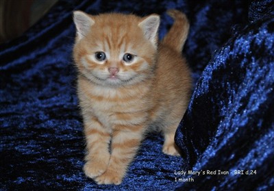 red spotted british shorthair kitten