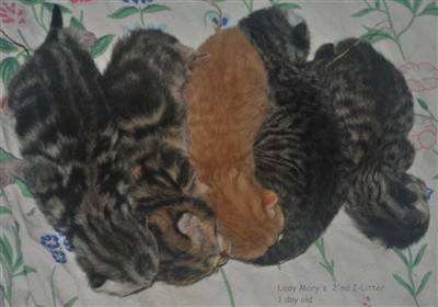 tabby and spotted british shorthair kittens