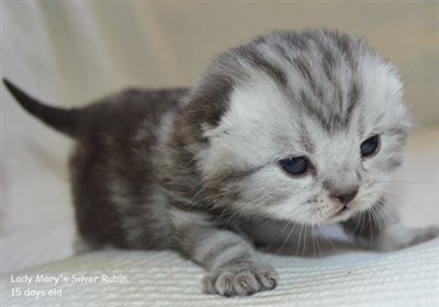 silver tabby british shorthair kitten