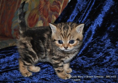 brown tabby british shorthair kitten