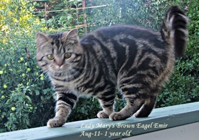 brown tabby