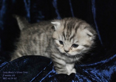 silver spotted british shorthair kitten