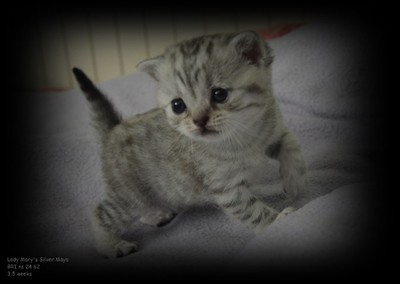 silver spotted british shorthair kitten