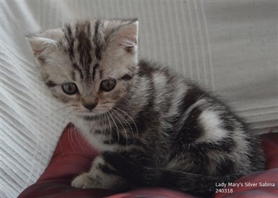 silver tabby orange eyed british shorthair kitten