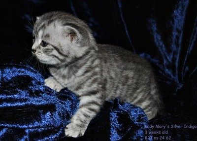 silver spotted british shorthair kitten