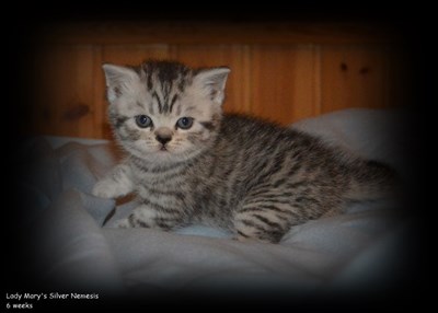 silver spotted british shorthair kitten