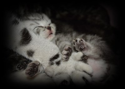 british shorthair litter