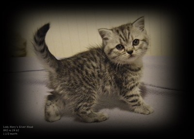 silver spotted british shorthair kitten