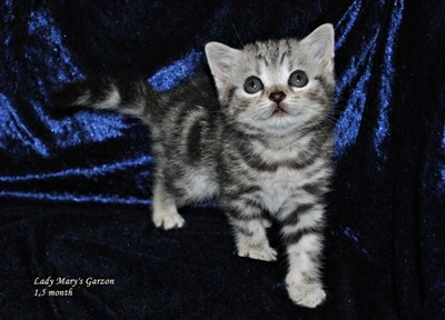 silver tabby british shorthair kitten