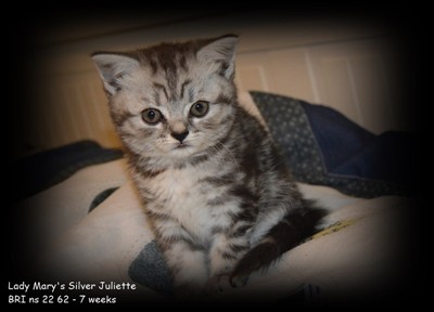 silver tabby british shorthair kitten
